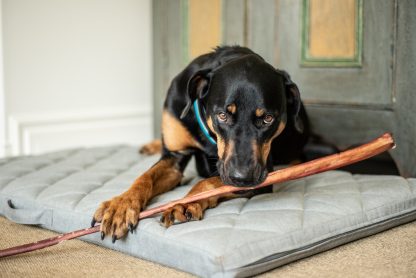 Gâterie pour chiens, Paquet de boeuf bully stick, Hero